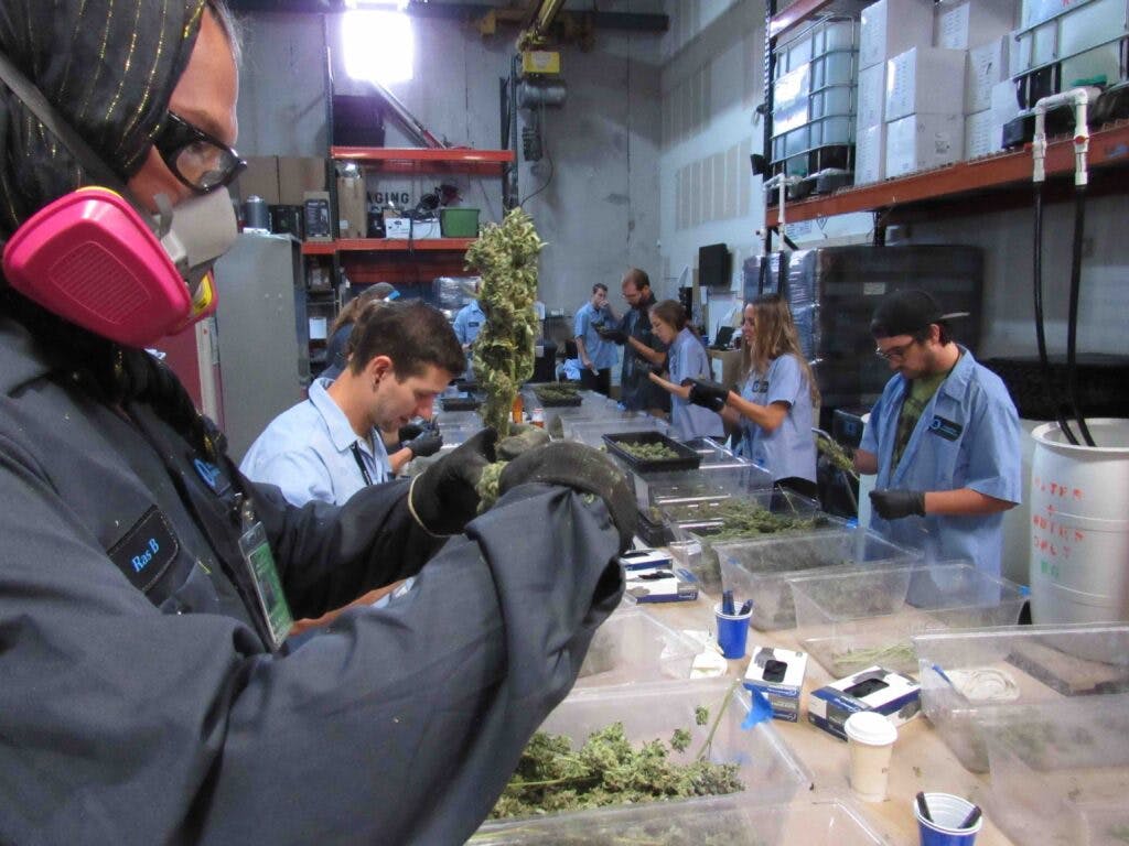 colorado-cannabis-processing-facility-with-weed-trimmers